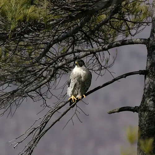 Birds of prey species image of a rapture bird perched on a pine branch
