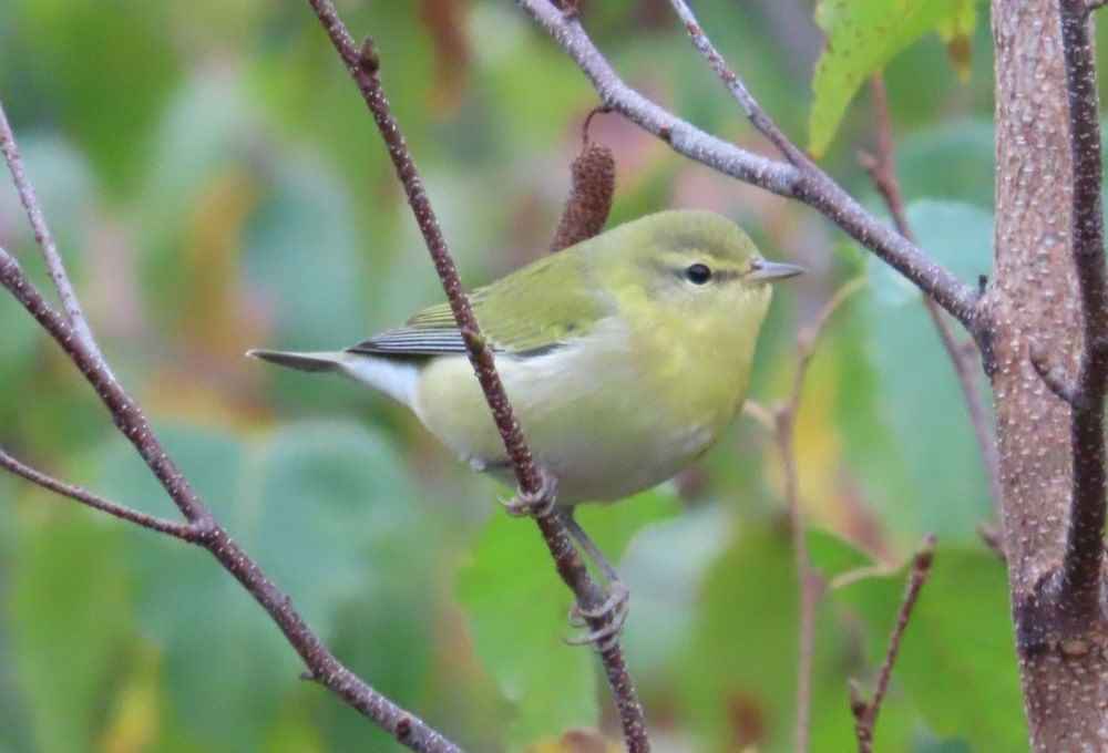 Tennessee Warbler in fall plumage. Photo by Pamela Hunt.