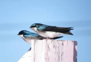 Pair of Tree Swallows. Photo Credit: Pamela Hunt