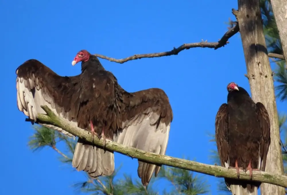 Roosting Turkey Vultures. Photo credit: Pamela Hunt,Turkey Vulture in flight. Photo credit: Pamela Hunt,,