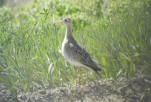 Upland Sandpiper. Photo Credit: Pamela Hunt