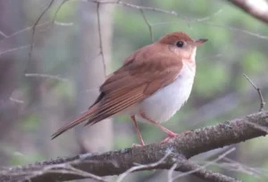 Veery. Photo Credit: Pamela Hunt