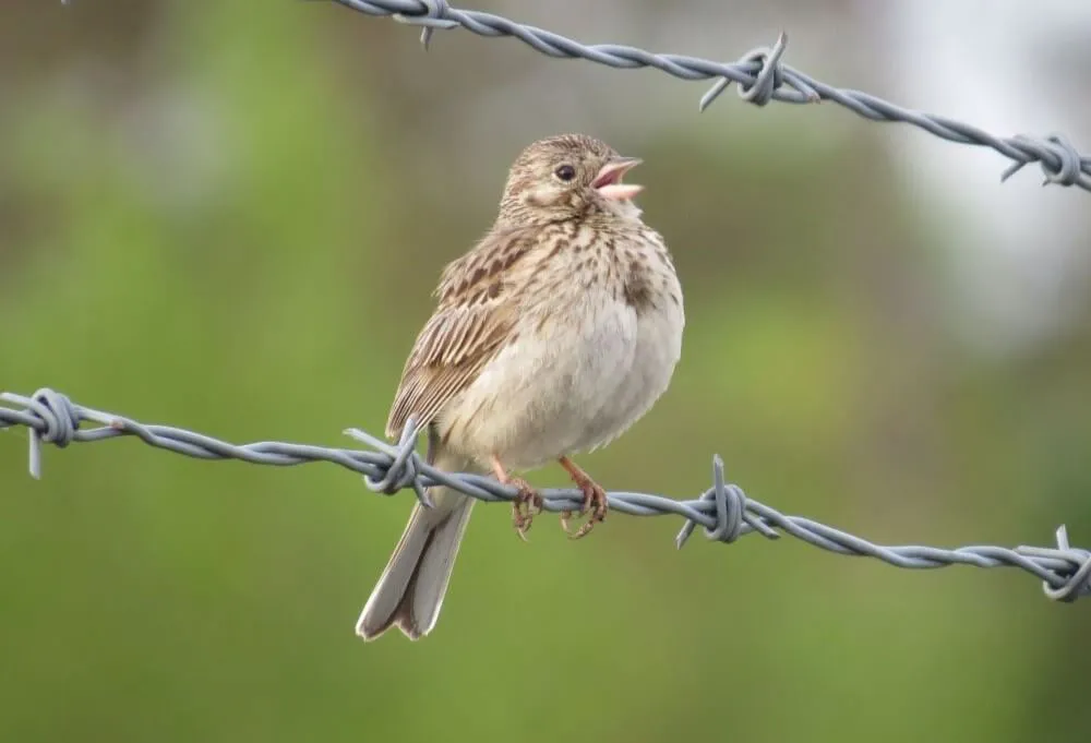 Singing Vesper Sparrow. Photo by Pamela Hunt