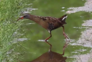 Virginia Rail. Photo credit: Pamela Hunt,,,