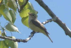 Warbling Vireo. Photo Credit: Pamela Hunt