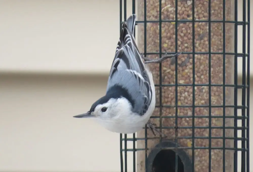 Male White-breasted Nuthatch. Photo Credit: Pamela Hunt
