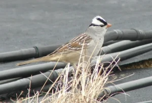 Adult White-crowned Sparrow. Photo Credit: Pamela Hunt