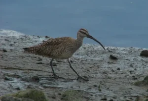 Whimbrel. Photo credit: Pamela Hunt,,,