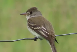 Willow Flycatcher. Photo credit: Pamela Hunt,,,