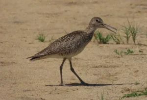 Willet in breeding plumage. Photo Credit: Pamela Hunt