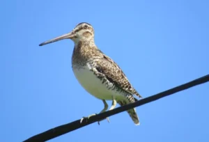 Wilson’s Snipe. Photo Credit: Pamela Hunt