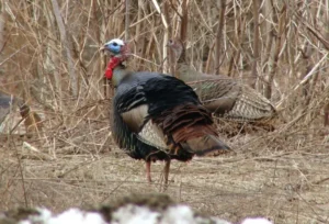 Male Wild Turkey. Photo credit: Pamela Hunt,Female Wild Turkey and poults.,,