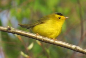 Male Wilson's Warbler. Photo by Pamela Hunt.