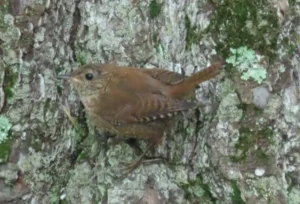 Winter Wren. Photo credit: Pamela Hunt,,,