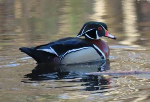 Male Wood Duck. Photo credit: Pamela Hunt,Female Wood Duck at nest hole. Photo credit: Pamela Hunt,Female Wood Duck with ducklings. Photo credit: Pamela Hunt,