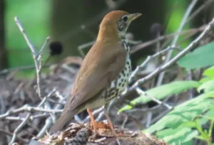 Wood Thrush. Photo Credit: Pamela Hunt