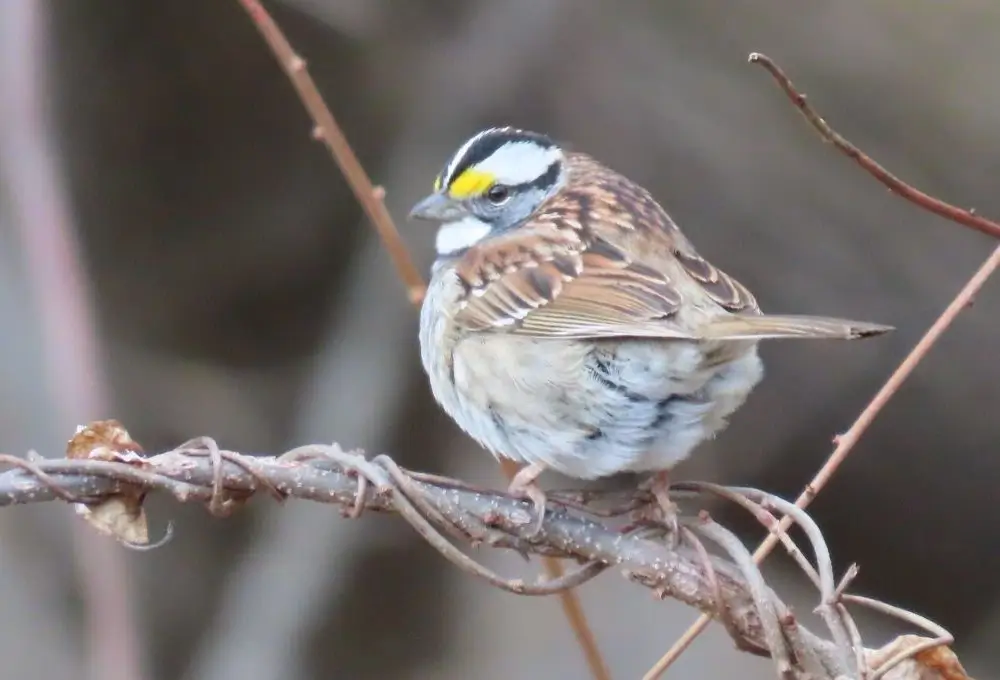 White-striped morph of White-throated Sparrow. Photo credit: Pamela Hunt,Tan-striped mortph of White-throated Sparrow. Photo credit: Pamela Hunt,White-throated Sparrow nest with eggs.,