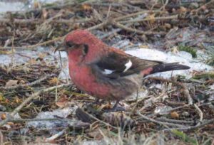 Male White-winged Crossbill. Photo by Pamela Hunt,