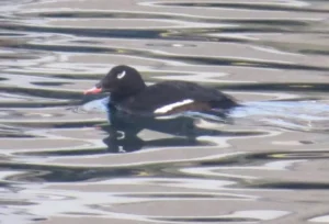 Male White-winged Scoter. Photo credit: Pamela Hunt,Female White-winged Scoter. Photo credit: Pamela Hunt,,