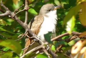 Yellow-billed Cuckoo. Photo credit: Pamela Hunt,,,