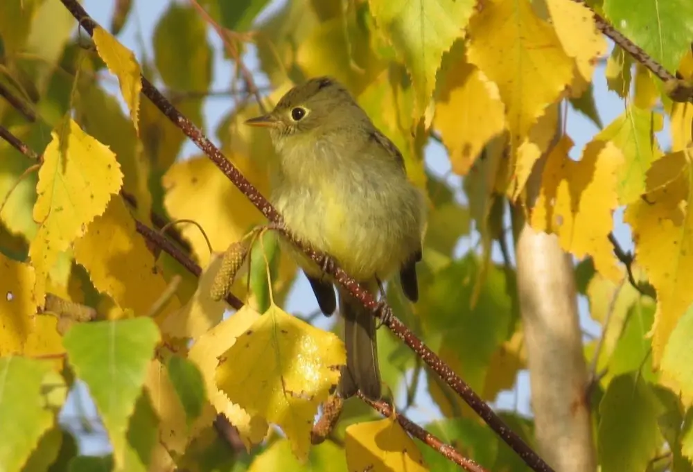 Yellow-bellied Flycatcher. Photo credit: Pamela Hunt,,,