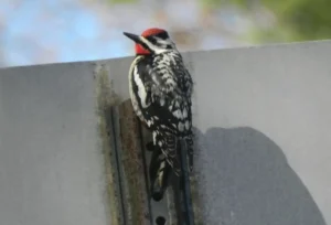 Male Yellow-bellied Sapsucker. Photo credit: Pamela Hunt,Immature Yellow-bellied Sapsucker. Photo credit: Pamela Hunt,Yellow-bellied Sapsucker feeding holes in a tree trunk. Photo credit: Pamela Hunt,