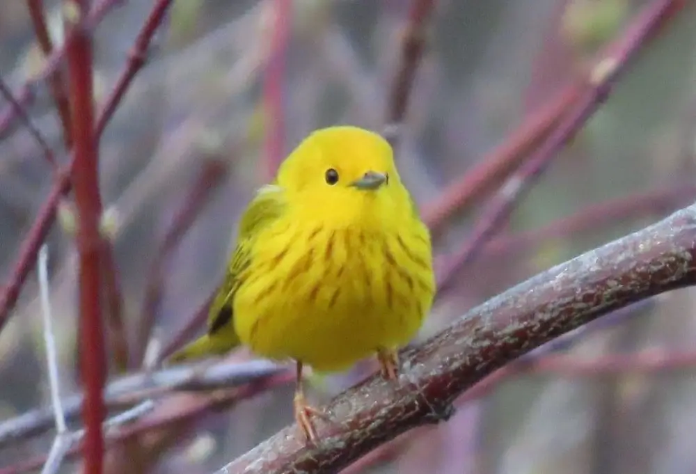 Male Yellow Warbler. Photo Credit: Pamela Hunt