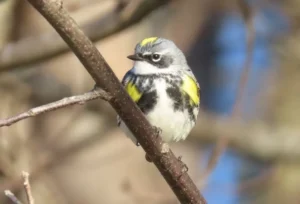 Male Yellow-rumped Warbler. Photo Credit: Pamela Hunt