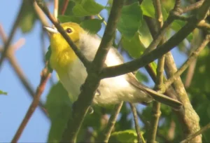 Yellow-throated Vireo. Photo Credit: Pamela Hunt