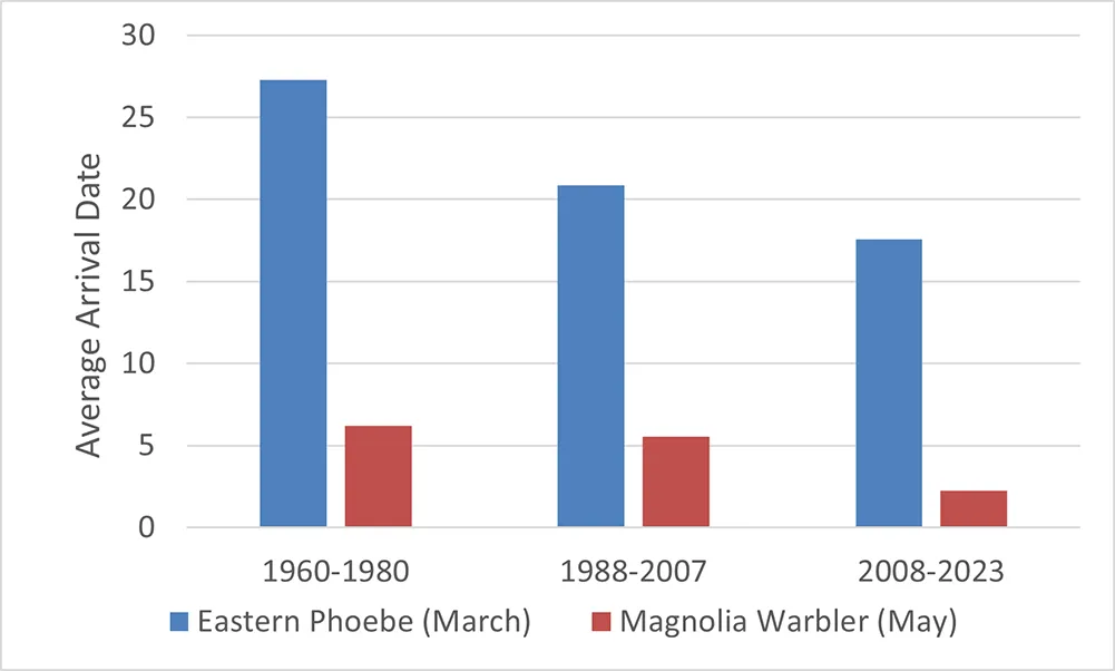 The Eastern Phoebe, a short-distance migrant, has advanced its spring arrival date by 10 days in the last 50 years, while the long-distance Magnolia Warbler has only moved up its arrival in NH by four days.