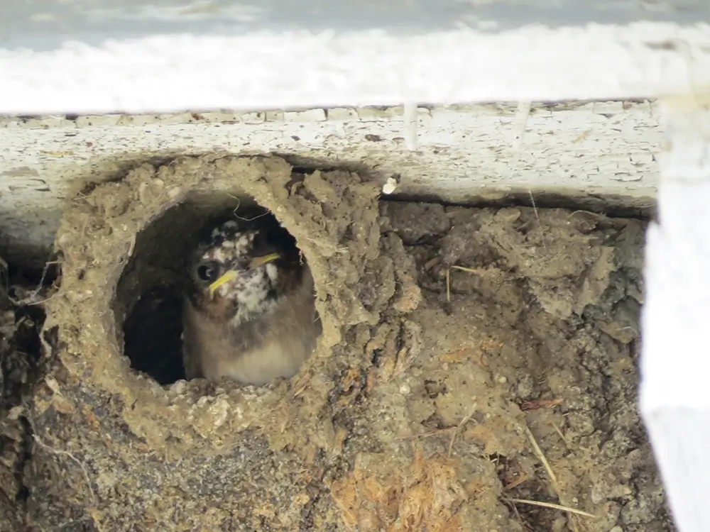 Most Cliff Swallows nest on buildings in New Hampshire. Because they are a threatened species, it is important not to disturb them during the breeding season. Photo credit: Pam Hunt