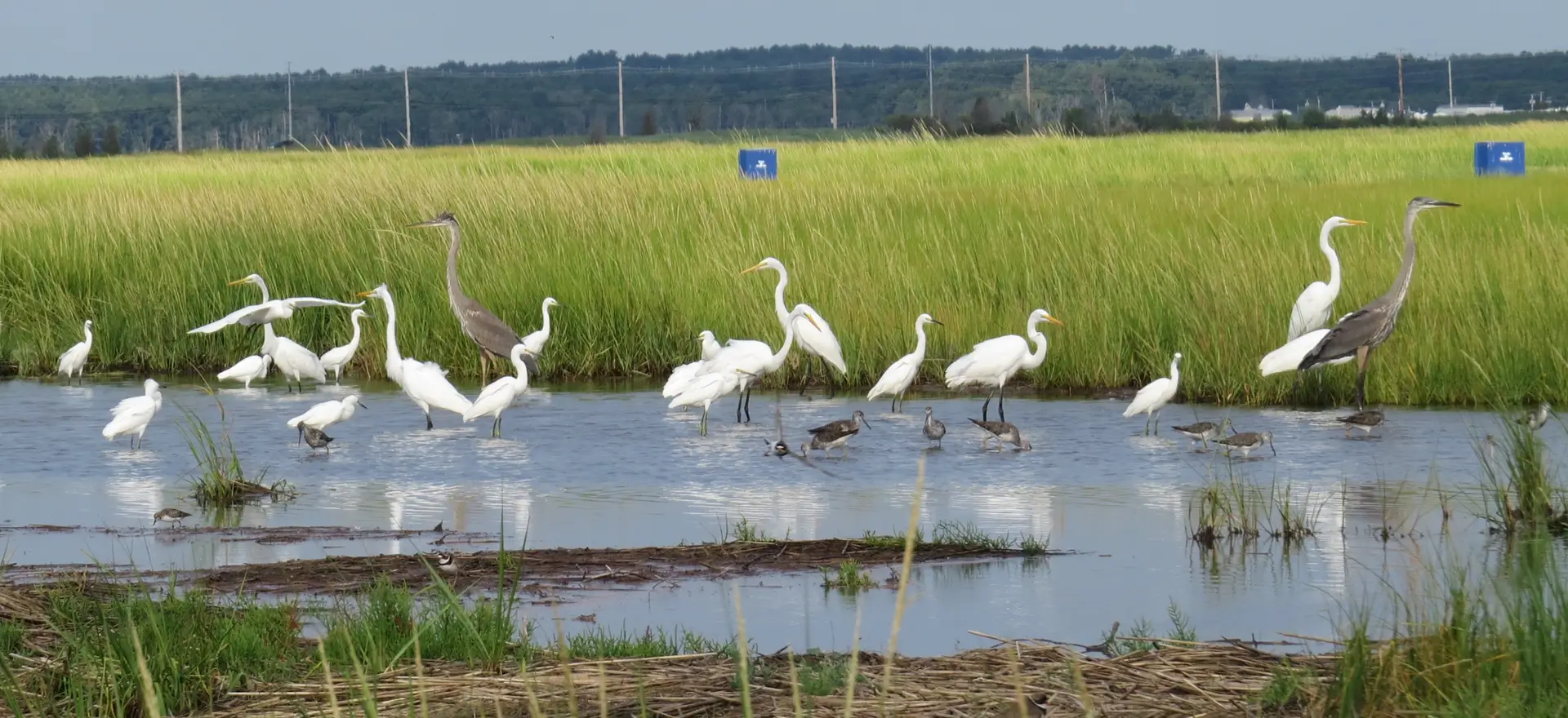 Migrating herons, egrets, and shorebirds gather in a New Hampshire salt marsh pool to feed in late summer. Photo credit: Pam Hunt