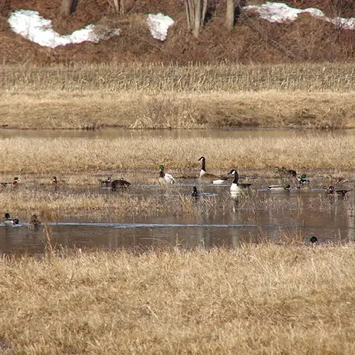 Waterfowl species image of geese and ducks in a body of water with tan grass and snow on leaves in the forest behind